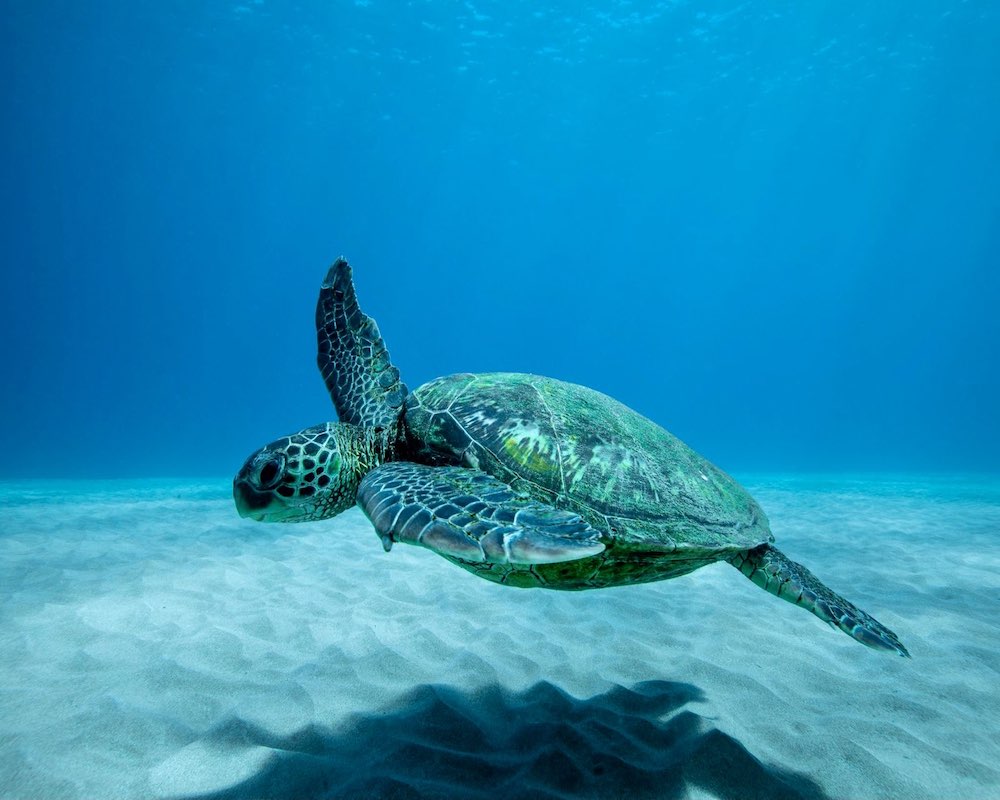 A green sea turtle swimming underwater