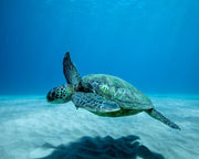 A green sea turtle swimming underwater