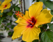 Hawaiian Flora
