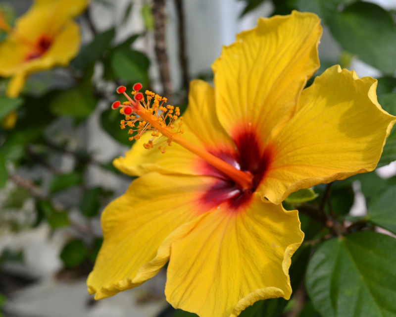 Hawaiian Flora